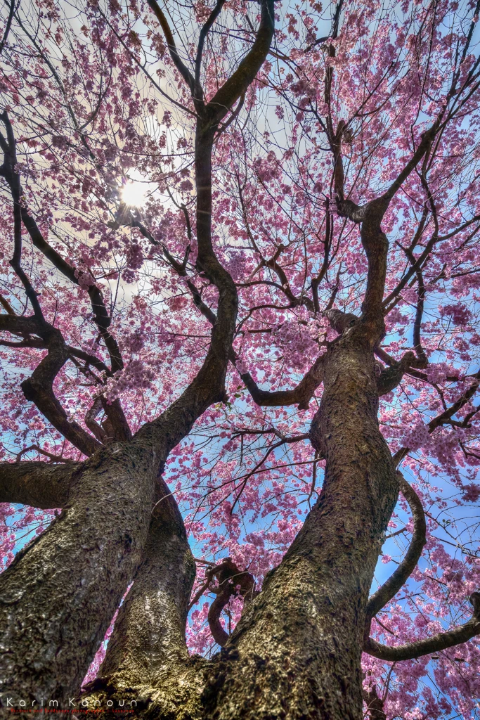 The Sakura Dance - alternate view